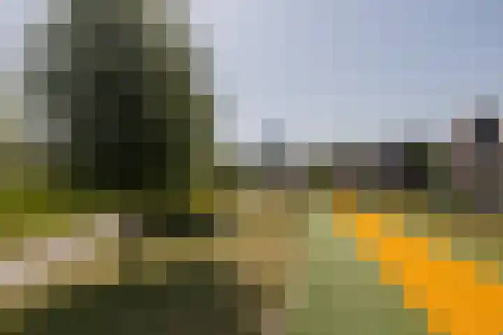Hank 11 Poeldijk thumbnail 37