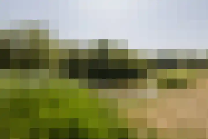 Hank 11 Poeldijk thumbnail 38