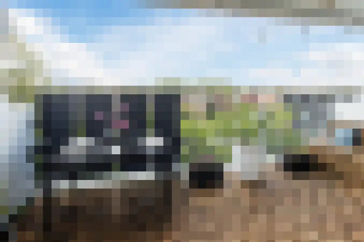 Hannie Schaftrode 78 Zoetermeer thumbnail 4