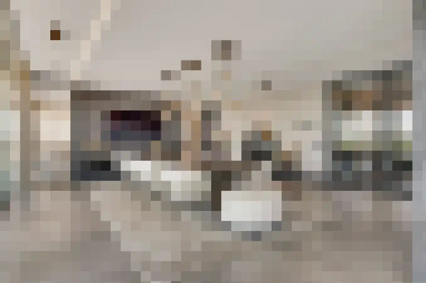 Hanssum 41 p Neer thumbnail 53
