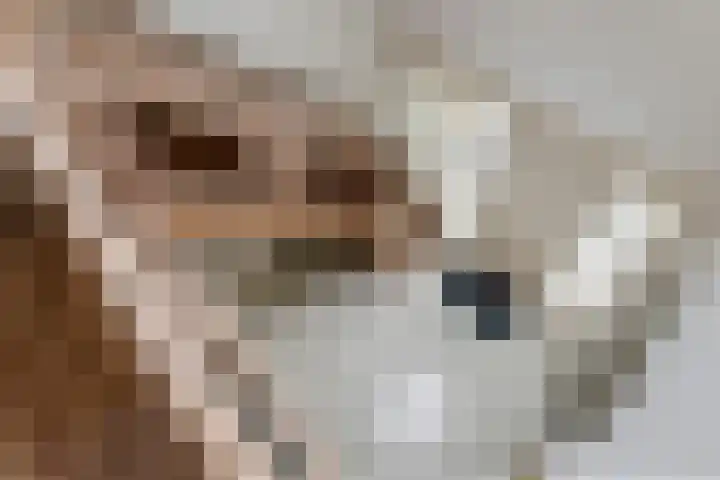 Hanzehof 16 Tiel thumbnail 17