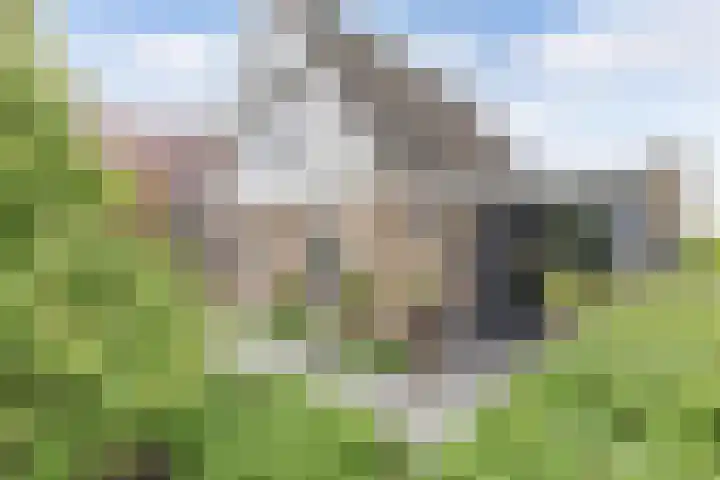 Hanzestraat 10 Hindeloopen thumbnail 6