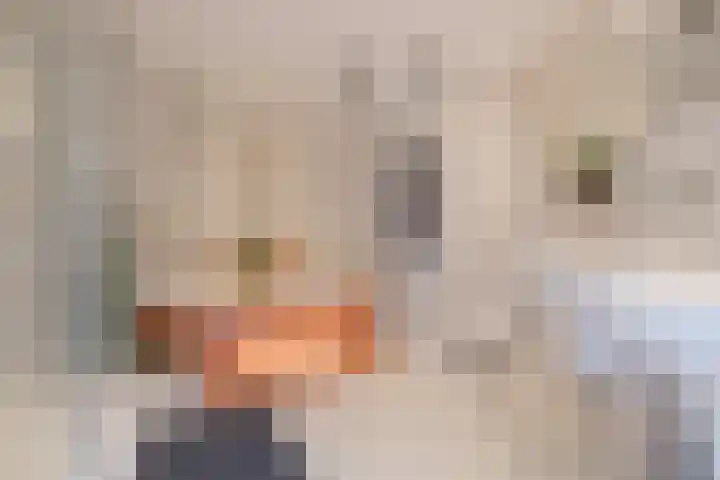 Hanzestraat 126 Arnhem thumbnail 4
