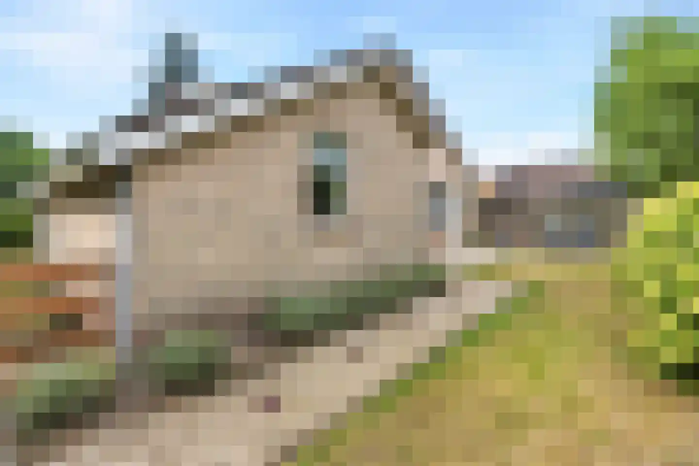 Hapseweg 23 Wanroij thumbnail 30