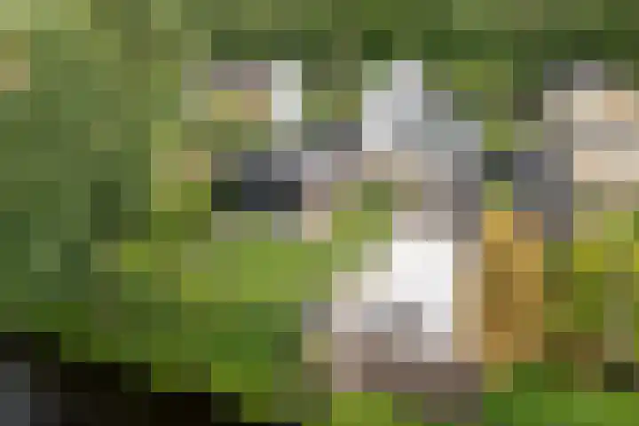 Harddraversweg 28 Joure thumbnail 23