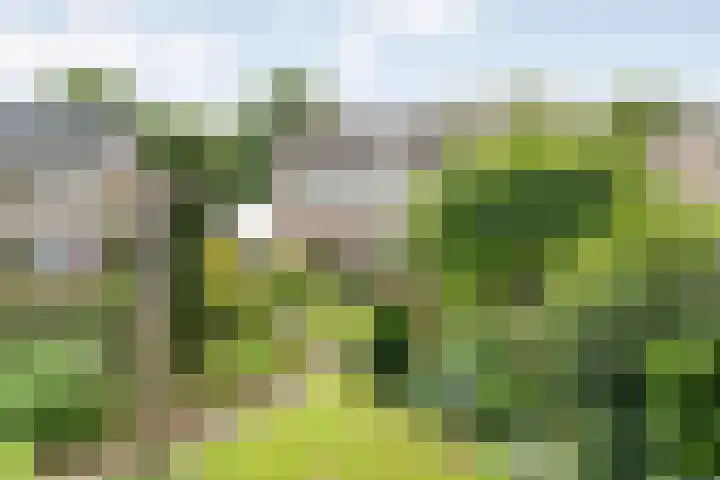 Hardenbergerweg 85 Ommen thumbnail 38