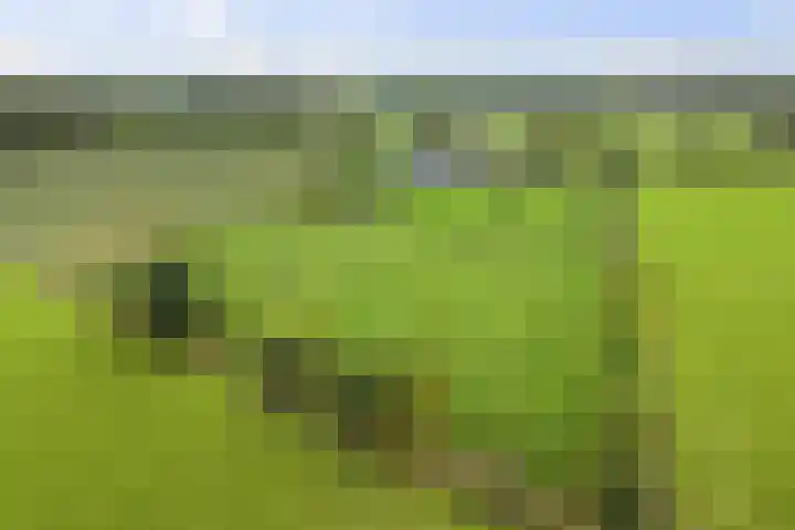 Hardermaat 12 Barchem thumbnail 11