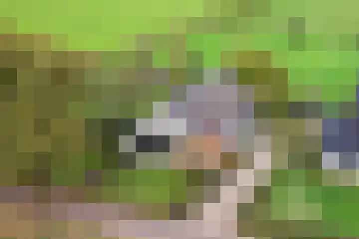 Hardermaat 12 Barchem thumbnail 13