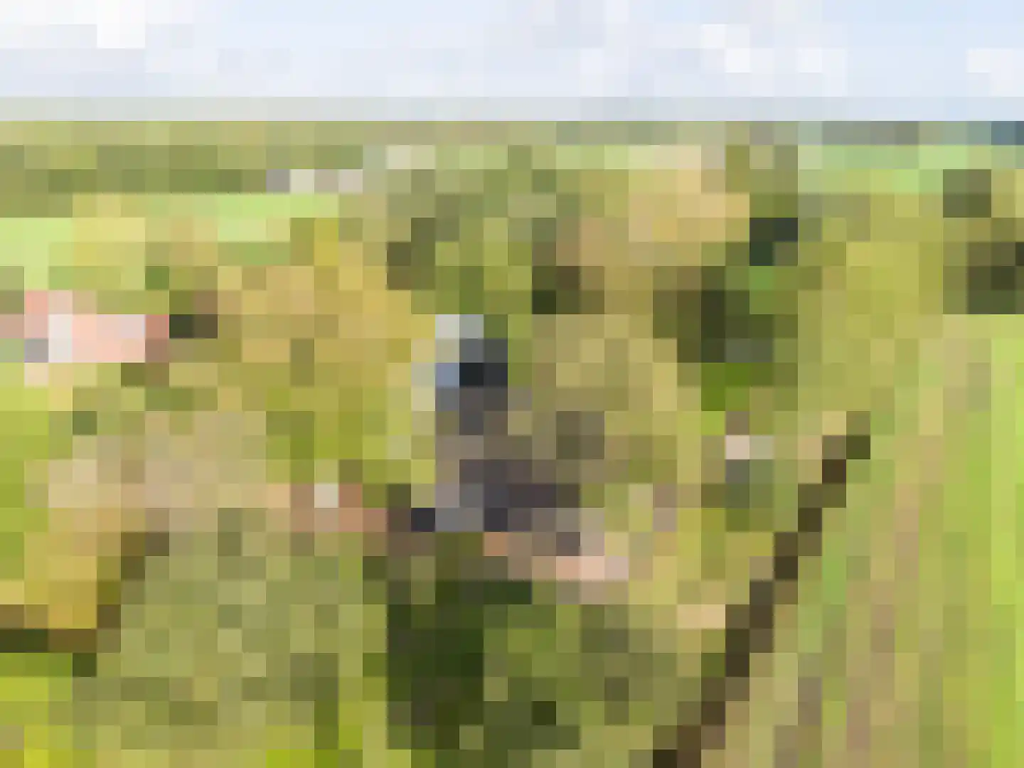 Harichsterdyk 74 Harich thumbnail 8