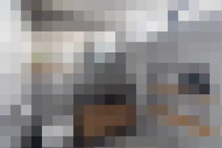 Haringbuis 60 De Rijp thumbnail 25