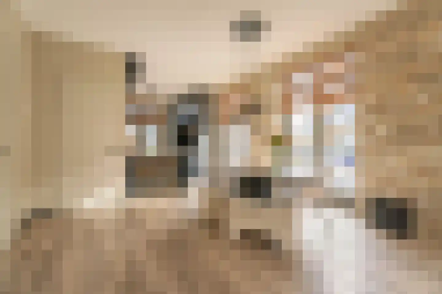 Haringkade 47 Katwijk thumbnail 6