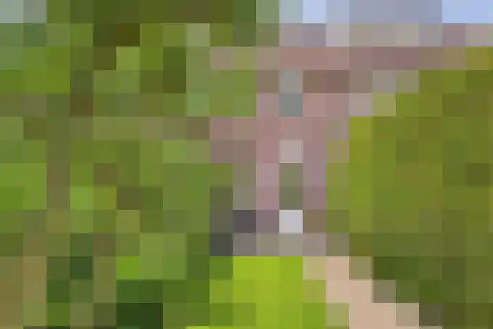 Haringvliet 32 Terneuzen thumbnail 5