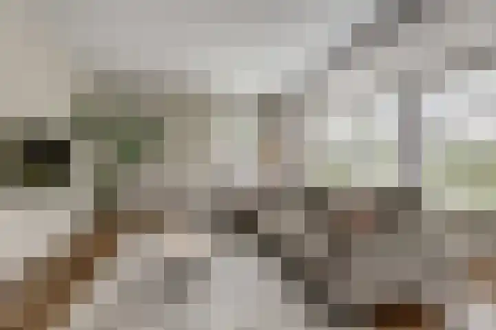 Harinxma van Donialeane 8 Stiens thumbnail 11