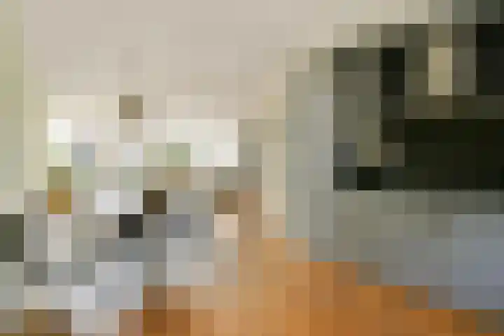 Harkje Benthempad 19 Schiedam thumbnail 13