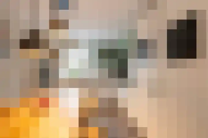 Harkje Benthempad 21 Schiedam thumbnail 12