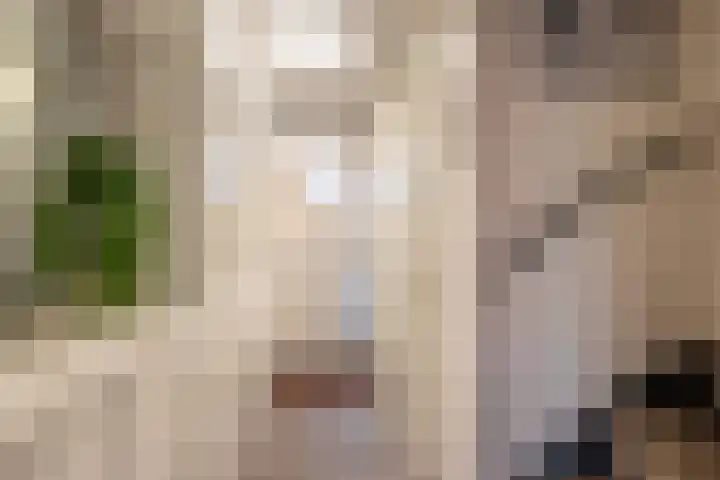 Harkje Benthempad 21 Schiedam thumbnail 31