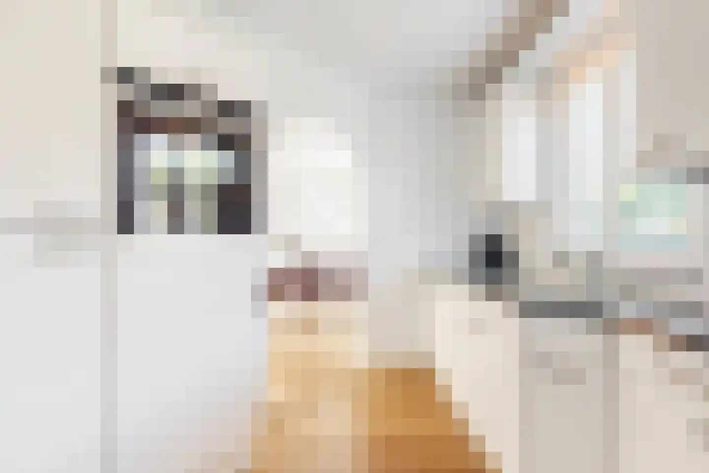 Harlekijneend 3 Uithoorn thumbnail 14