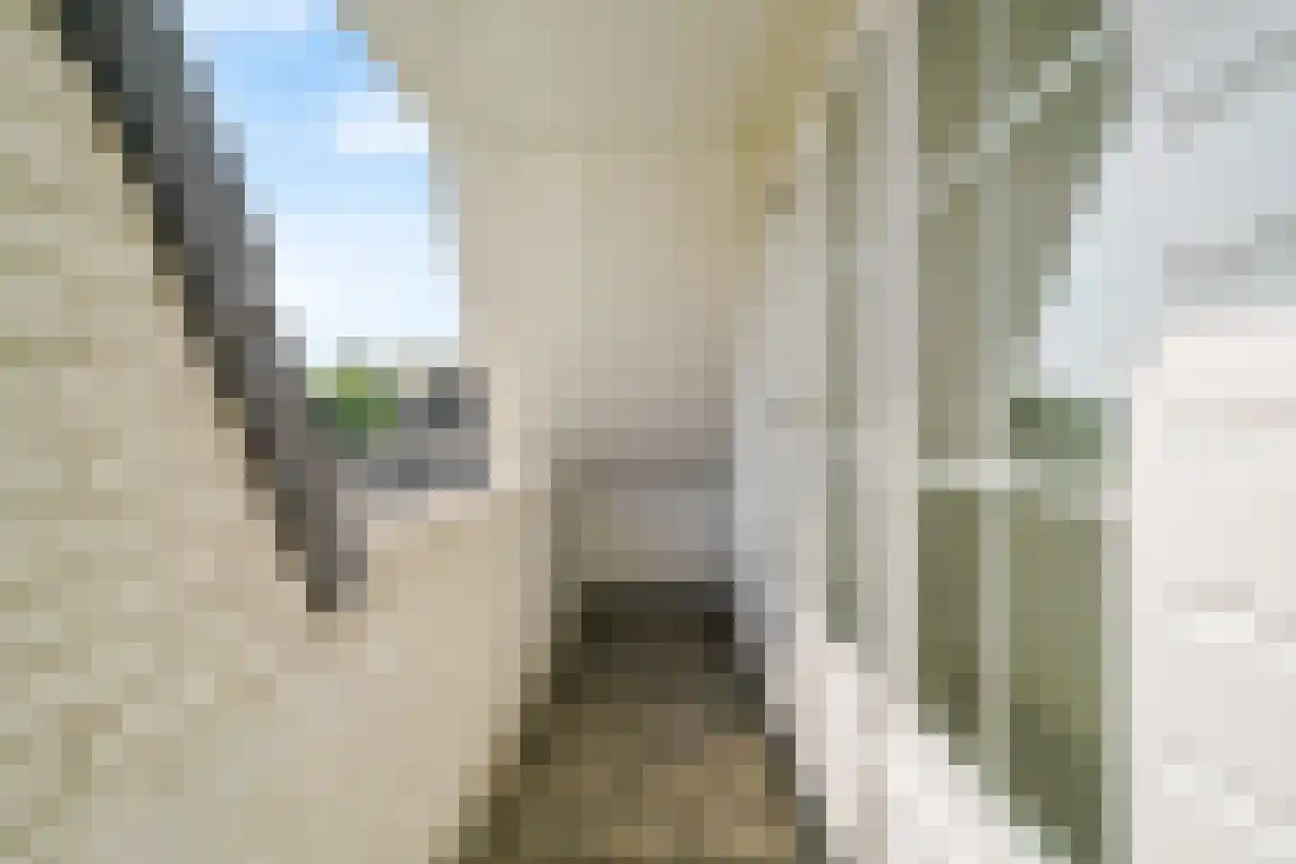 Harlekijneend 3 Uithoorn thumbnail 27