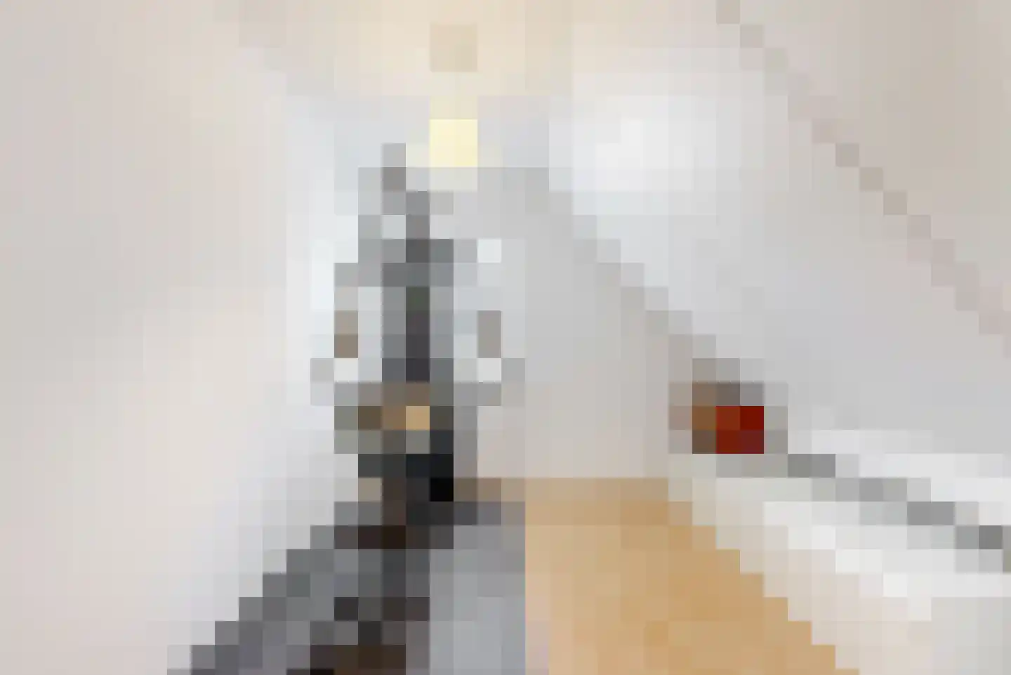 Harlekijneend 3 Uithoorn thumbnail 33