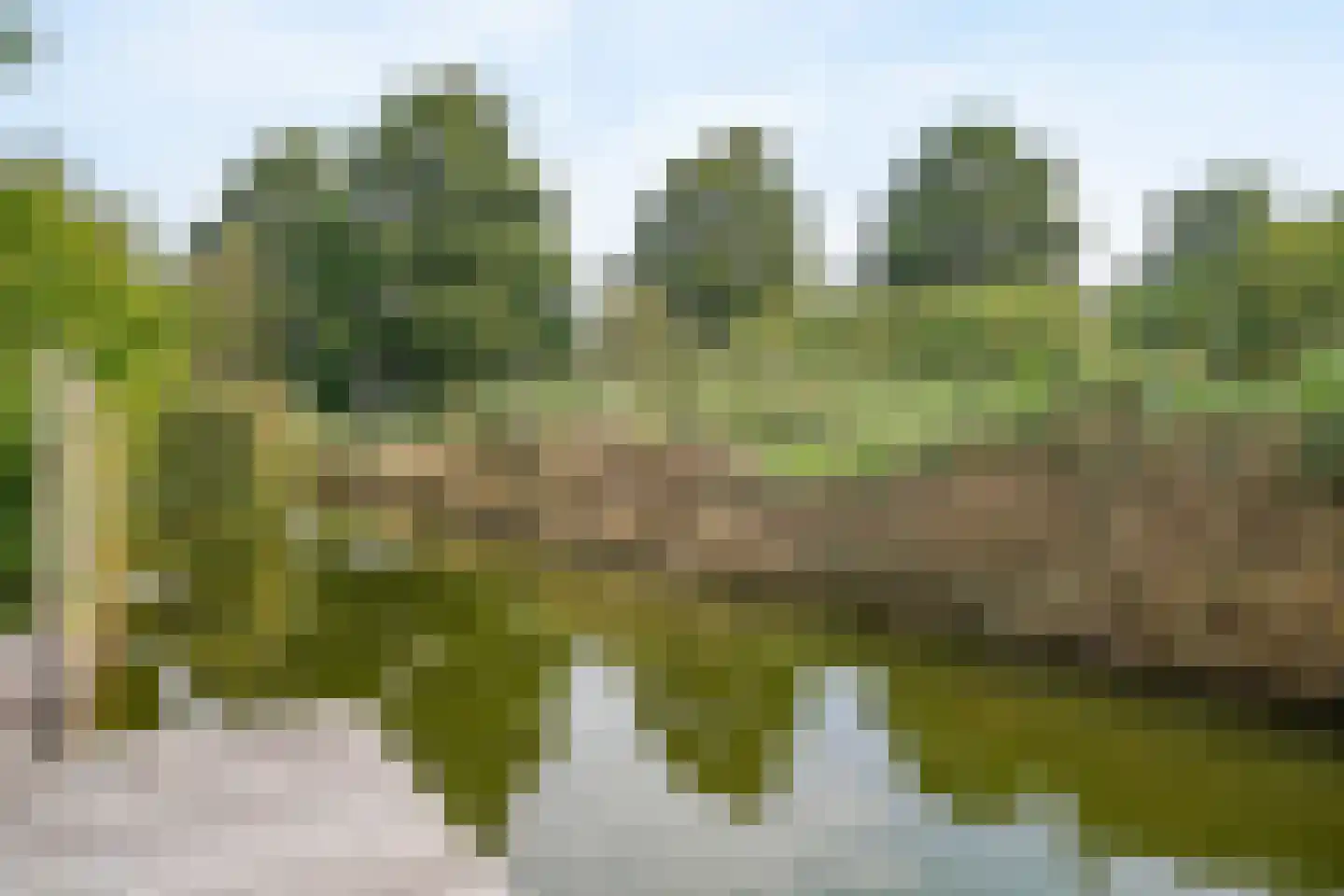Harlekijneend 3 Uithoorn thumbnail 45