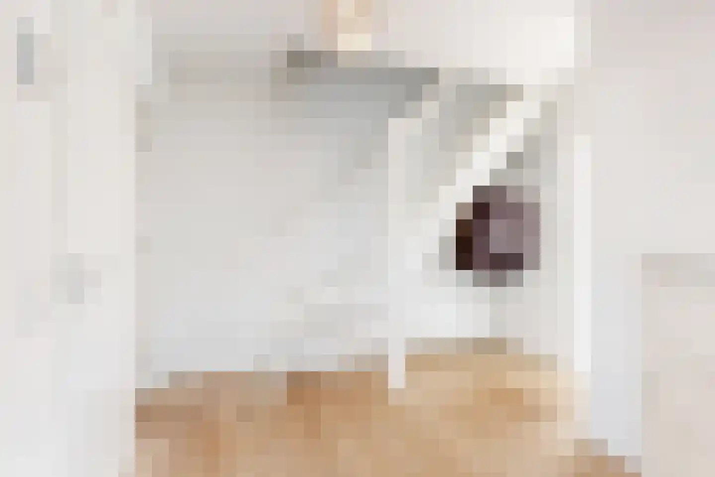 Harlekijneend 3 Uithoorn thumbnail 6