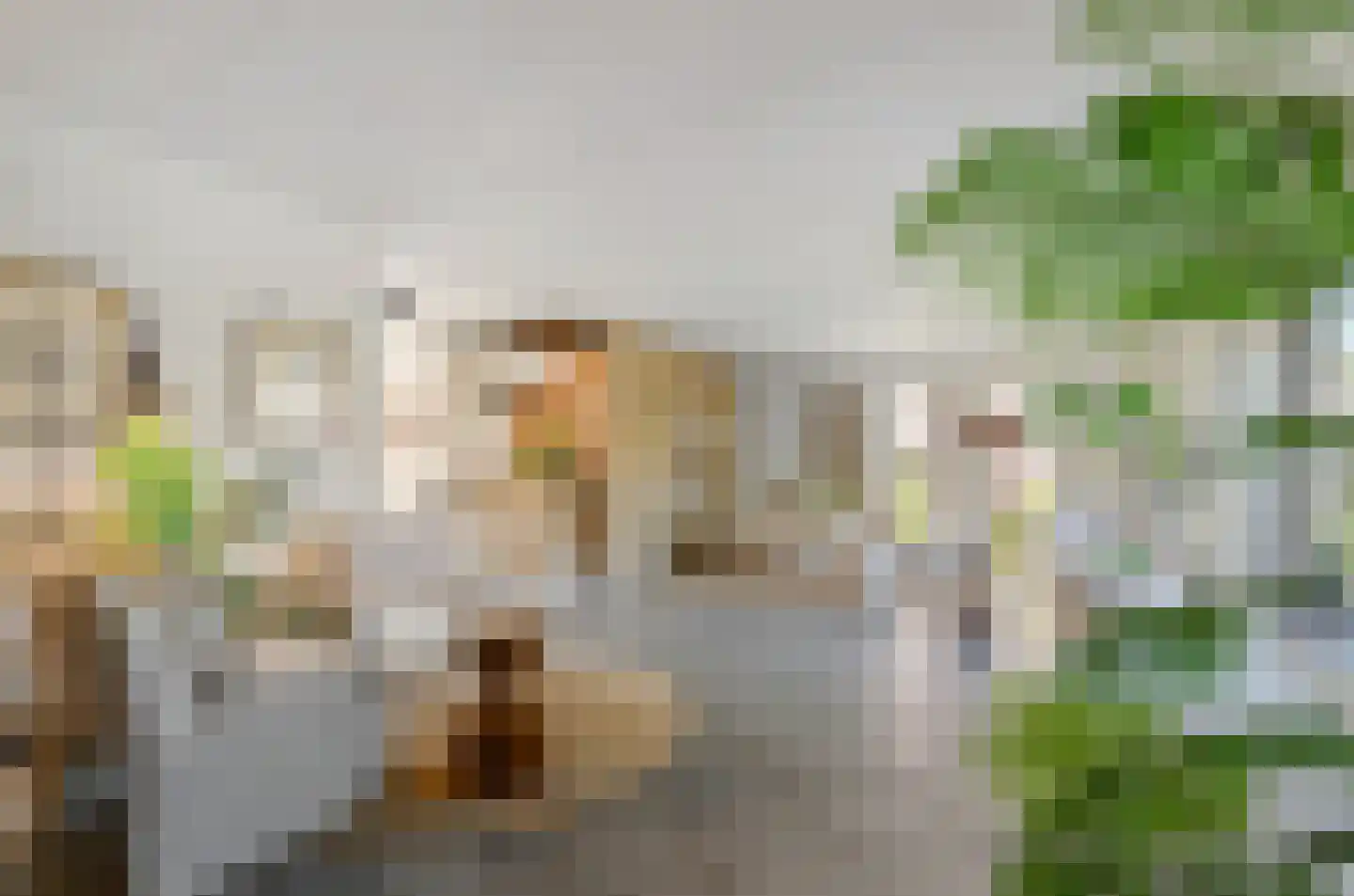 Harlekijneend 38 Uithoorn thumbnail 11