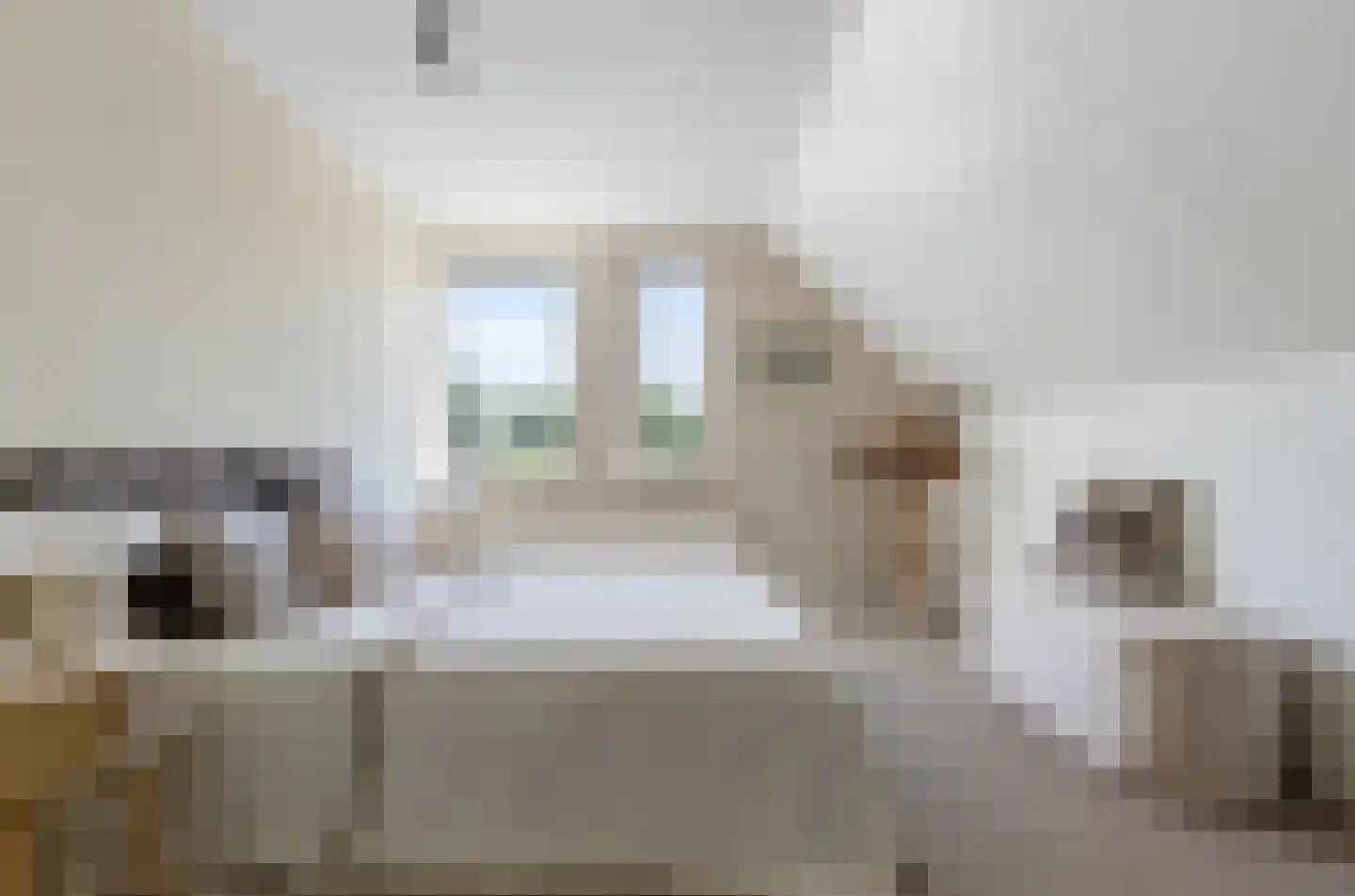Harlekijneend 38 Uithoorn thumbnail 37
