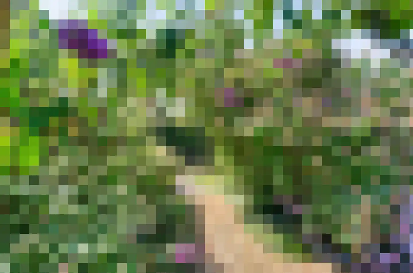 Harlekijneend 38 Uithoorn thumbnail 48