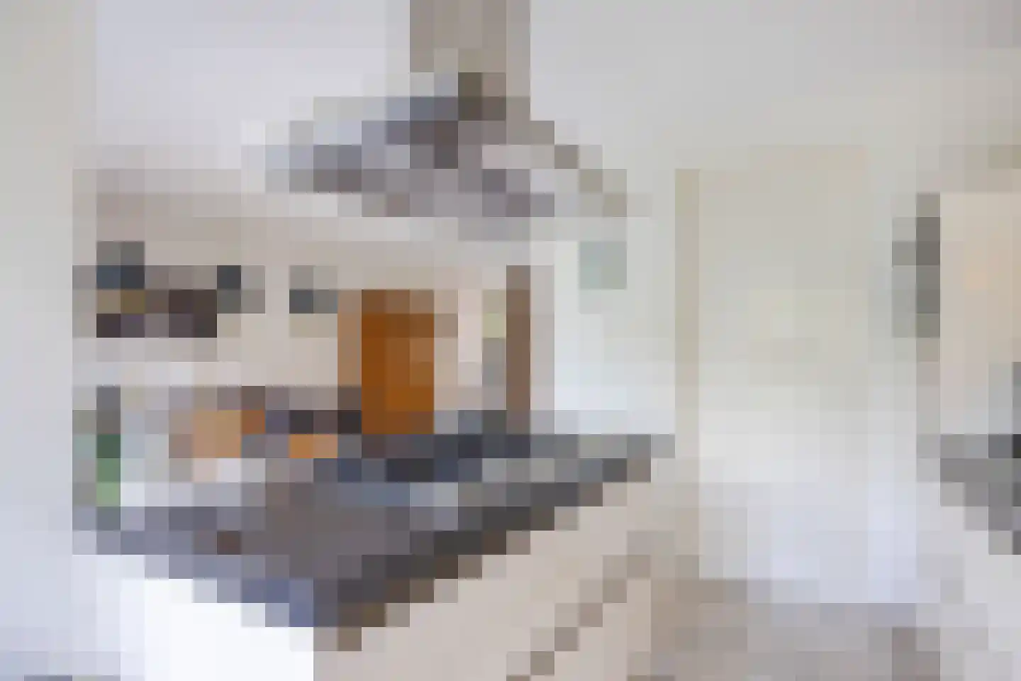 Harlekijnvlinder 18 Oosterhout thumbnail 17