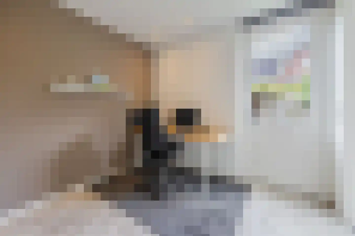 Harlekijnvlinder 18 Oosterhout thumbnail 18