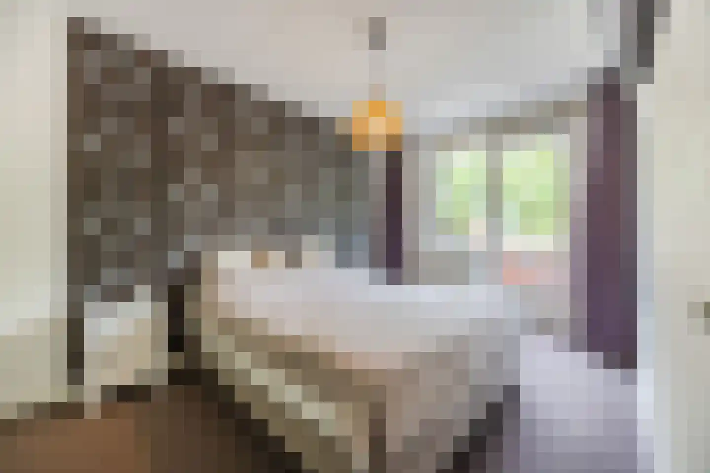 Harlekijnvlinder 18 Oosterhout thumbnail 22