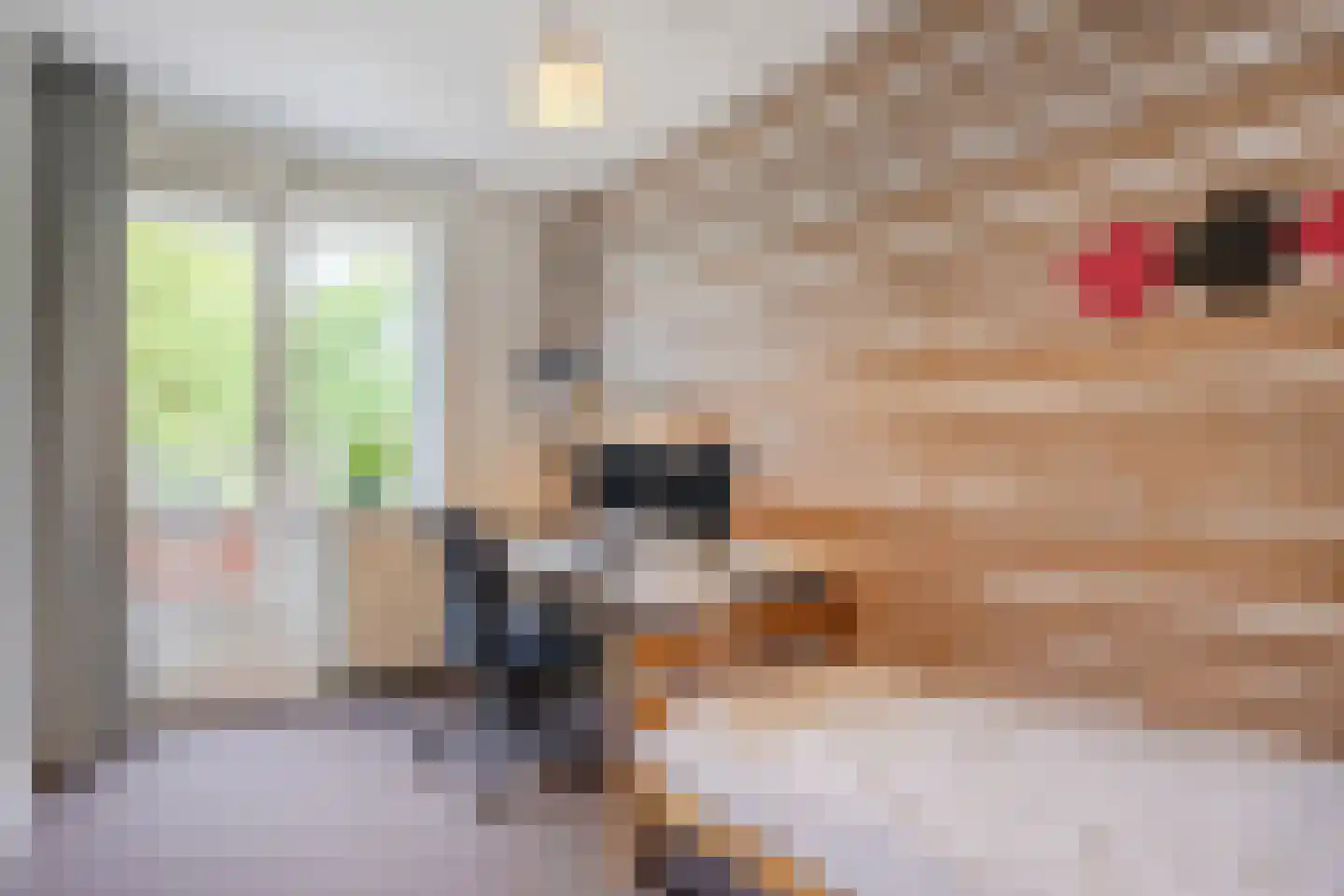 Harlekijnvlinder 18 Oosterhout thumbnail 25