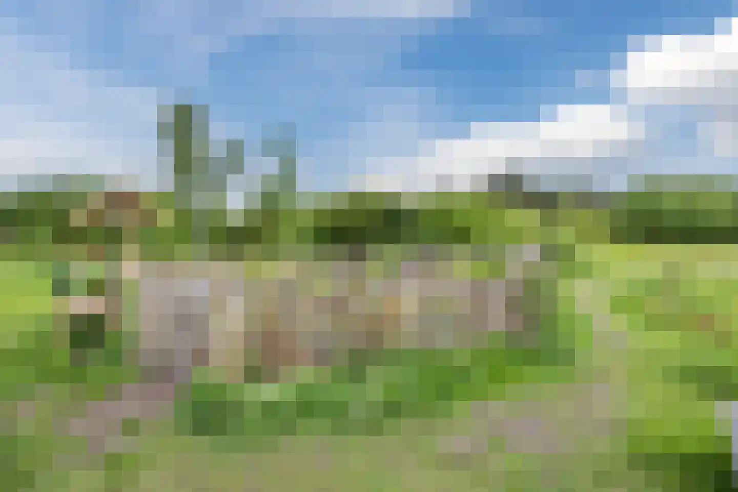 Harlekijnvlinder 18 Oosterhout thumbnail 56