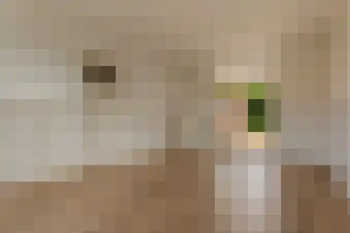 Harm Heijeslaan 41 Nieuwe Pekela thumbnail 8