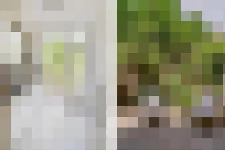 Harmenjansweg 67 Haarlem thumbnail 14