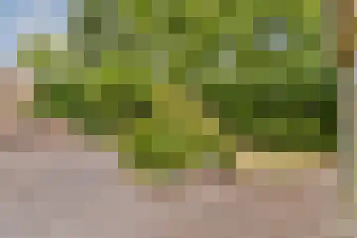 Harmonielaan 29 Zeist thumbnail 28