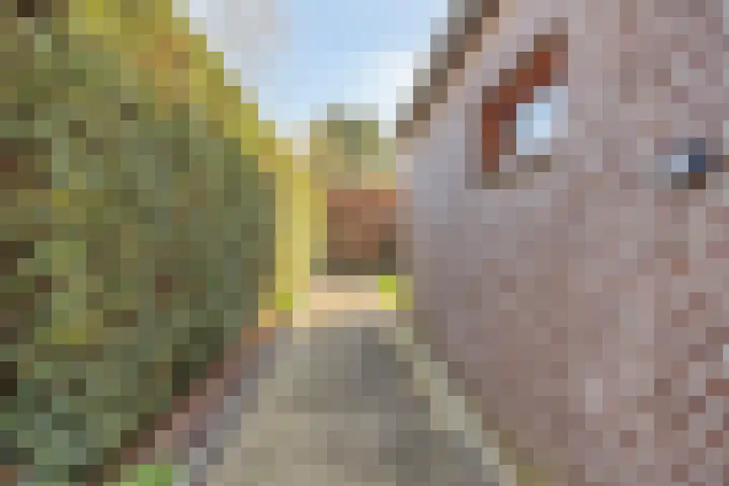 Harmonieweg 7 Gronsveld thumbnail 37