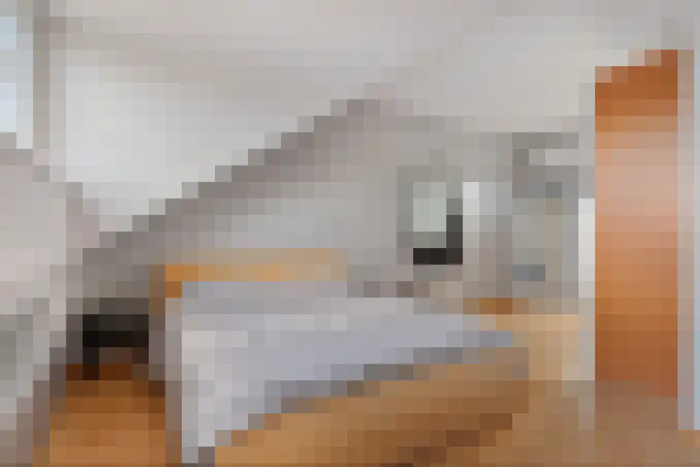 Harnas 1 Oss thumbnail 23