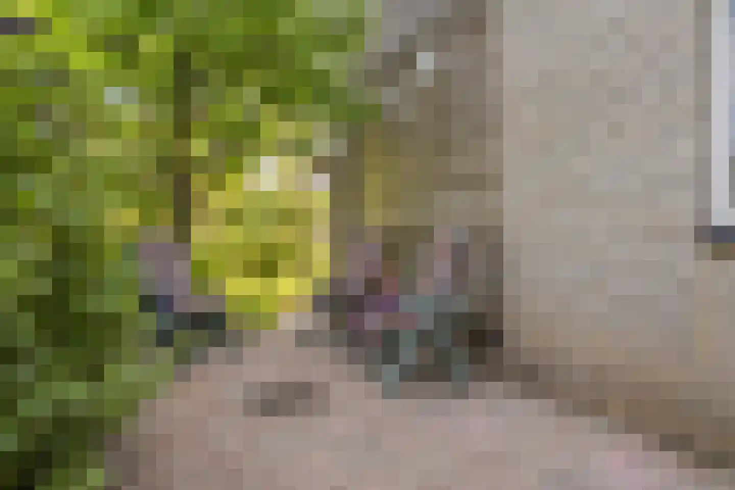 Harnas 32 Oss thumbnail 50