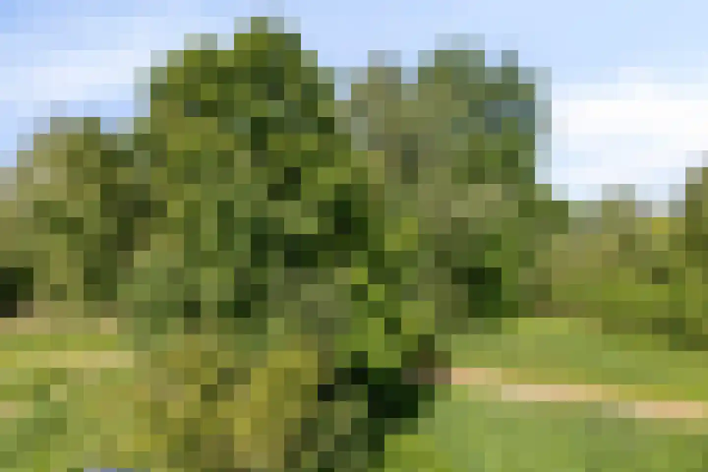 Harnas 32 Oss thumbnail 60