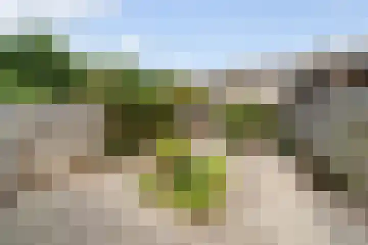 Harp 22 Ewijk thumbnail 17