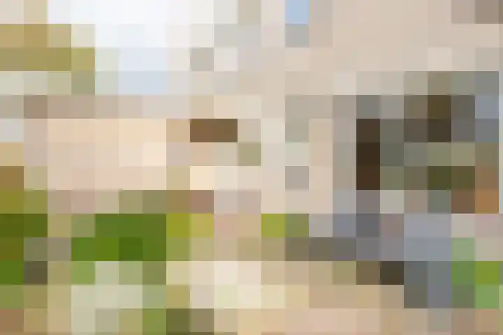 Harpij 6 Heerhugowaard thumbnail 7