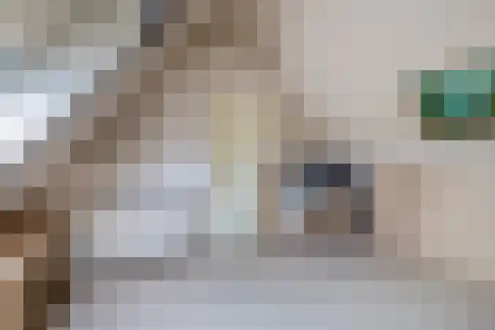 Harpoen 14 Krimpen aan de Lek thumbnail 39