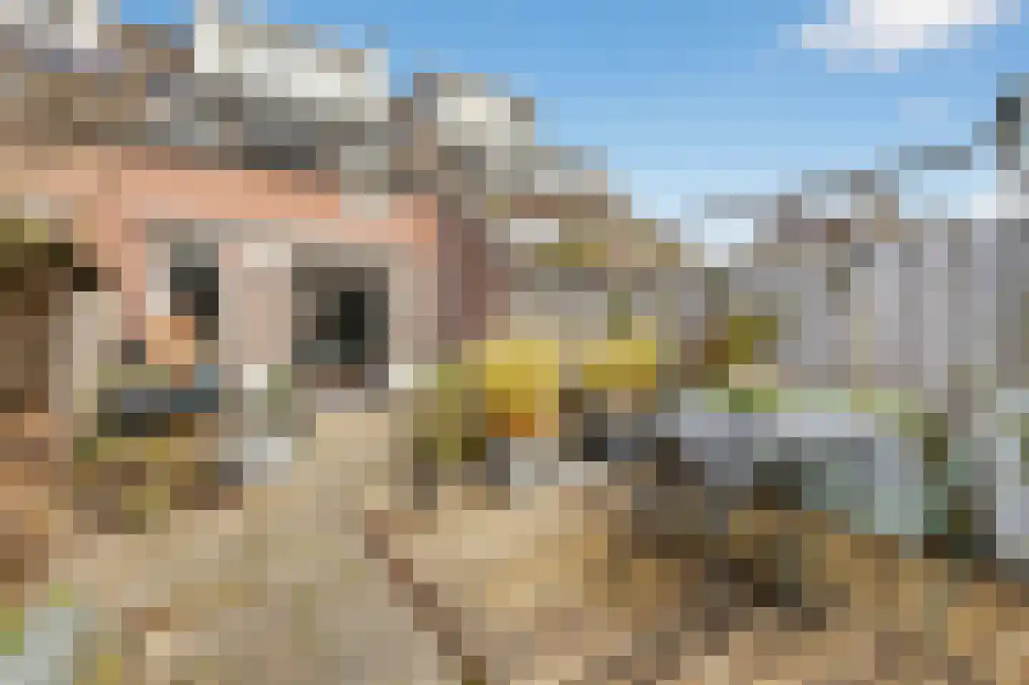 Harpoenier 35 Landsmeer thumbnail 23