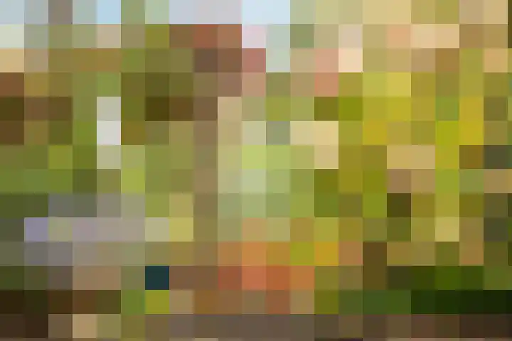 Harpoenier 48 Landsmeer thumbnail 44