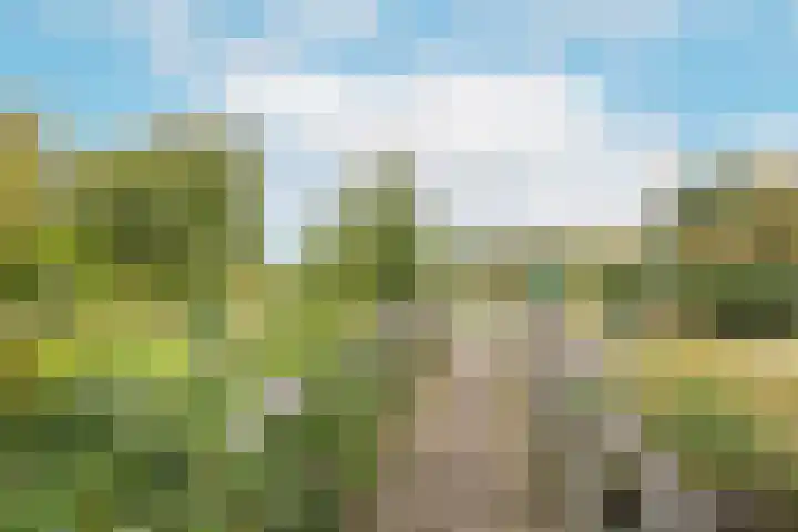 Harpoenier 48 Landsmeer thumbnail 50