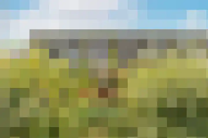 Harpoenier 48 Landsmeer thumbnail 52