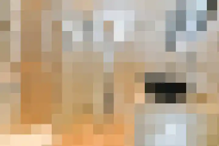 Harpoenier 52 Landsmeer thumbnail 15