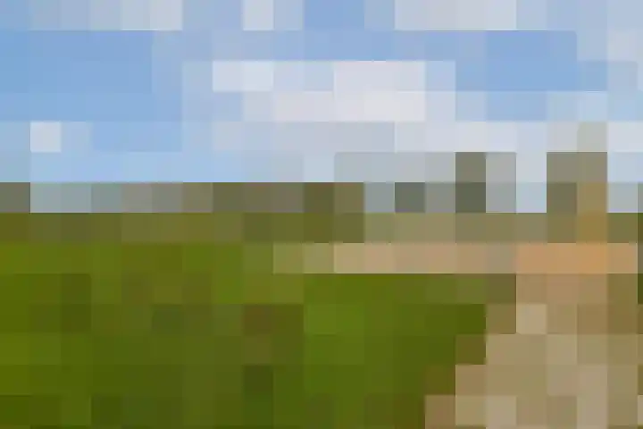 Harpoenier 52 Landsmeer thumbnail 25
