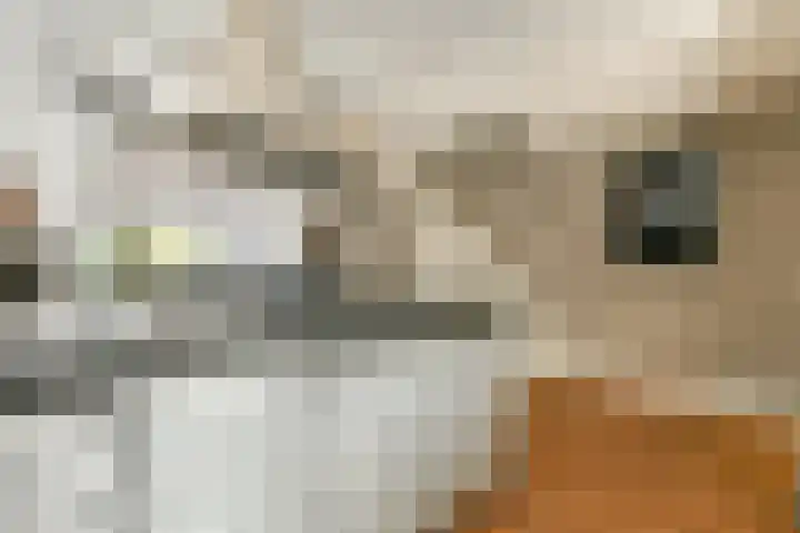 Harpoenier 52 Landsmeer thumbnail 8